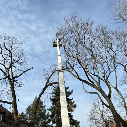 GPS Berlin - Baumdienst und Baumfällungen