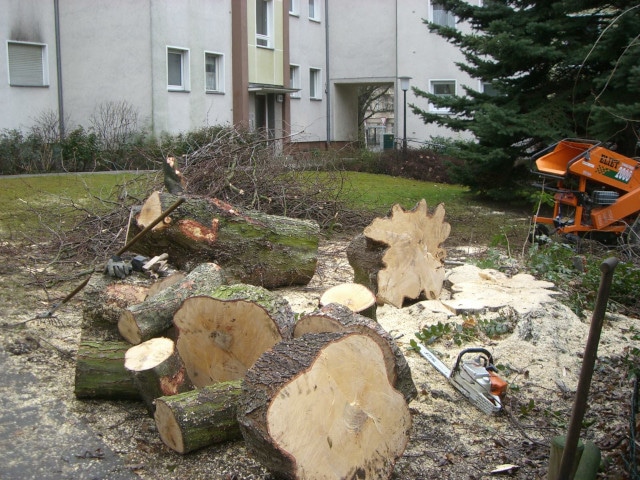 Baumpflege und Baumkontrolle durch GPS Berlin