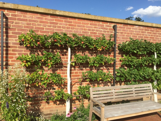 hilfreiche Tipps zum richtigen Schneiden von Obstb&auml;umen.