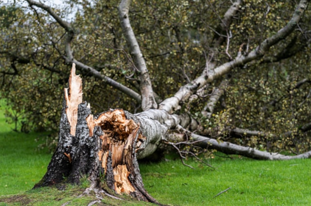Baumgutachten, Baumsch&auml;den, Baumf&auml;llung, Baumpflege, Baumkontrolle, Notbaumf&auml;llung