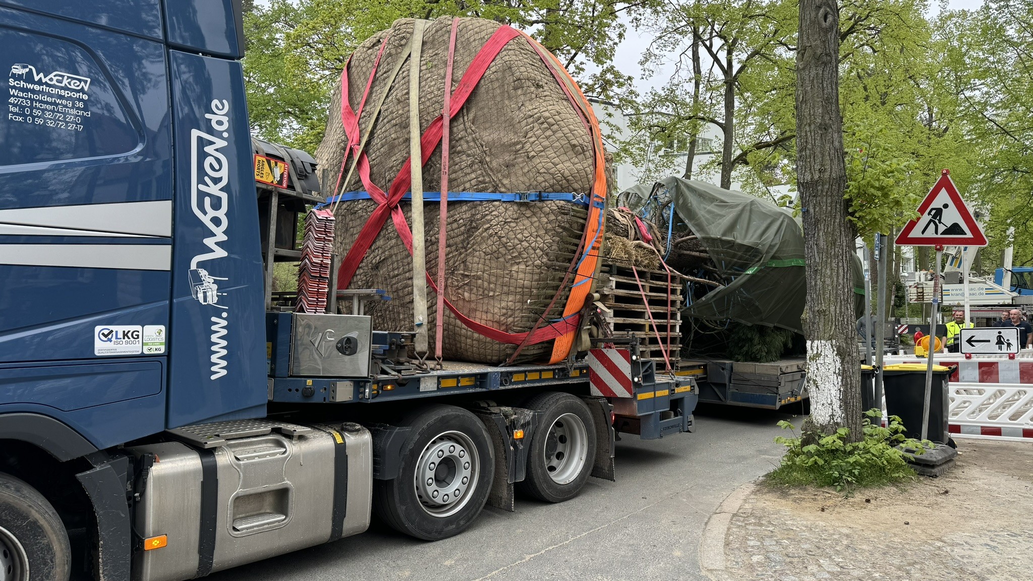 Großbaumverpflanzung, Bäume, Außenanlage, Gartengestaltung