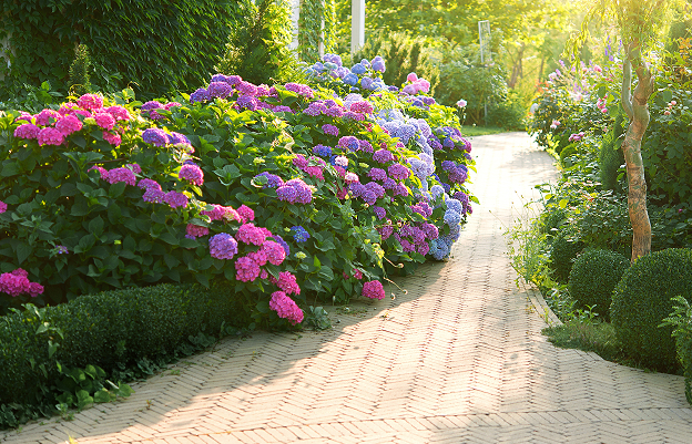 Gartenweg mit blühenden Hortensien und Buchsbaum
