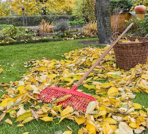 Laub harken mit dem Fächerbesen im Garten