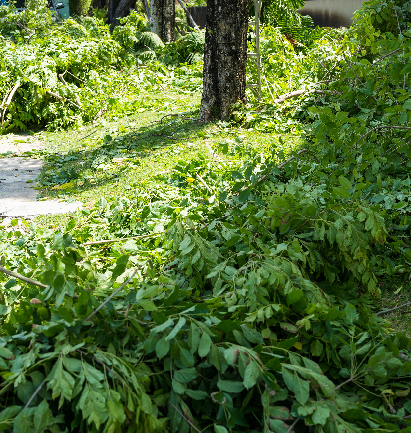 Dicht bewachsener Baumbestand im Sommer