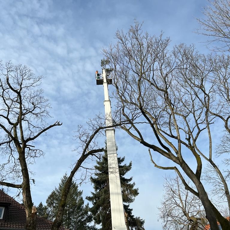 Baumpflege mit Hubarbeitsbühne an hohen Laubbäumen