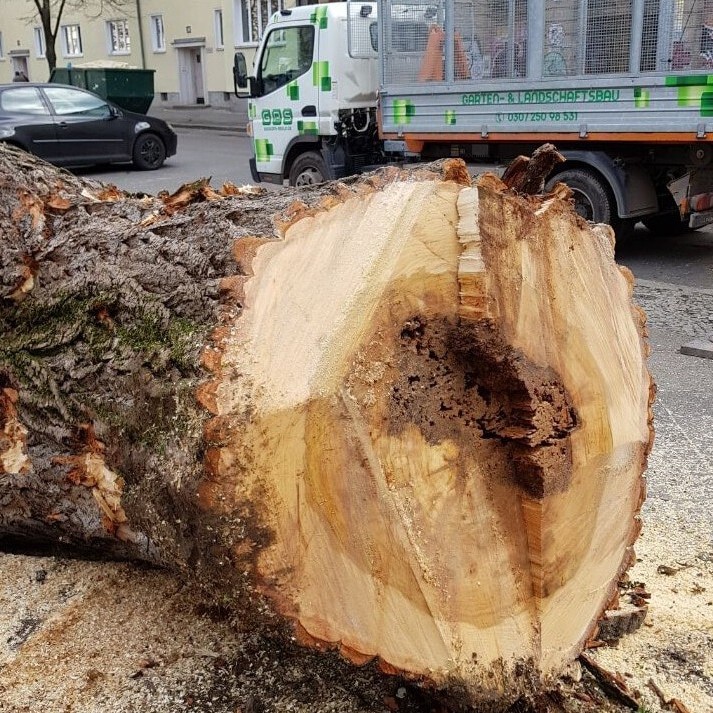 Baumdienst im Einsatz in Berlin