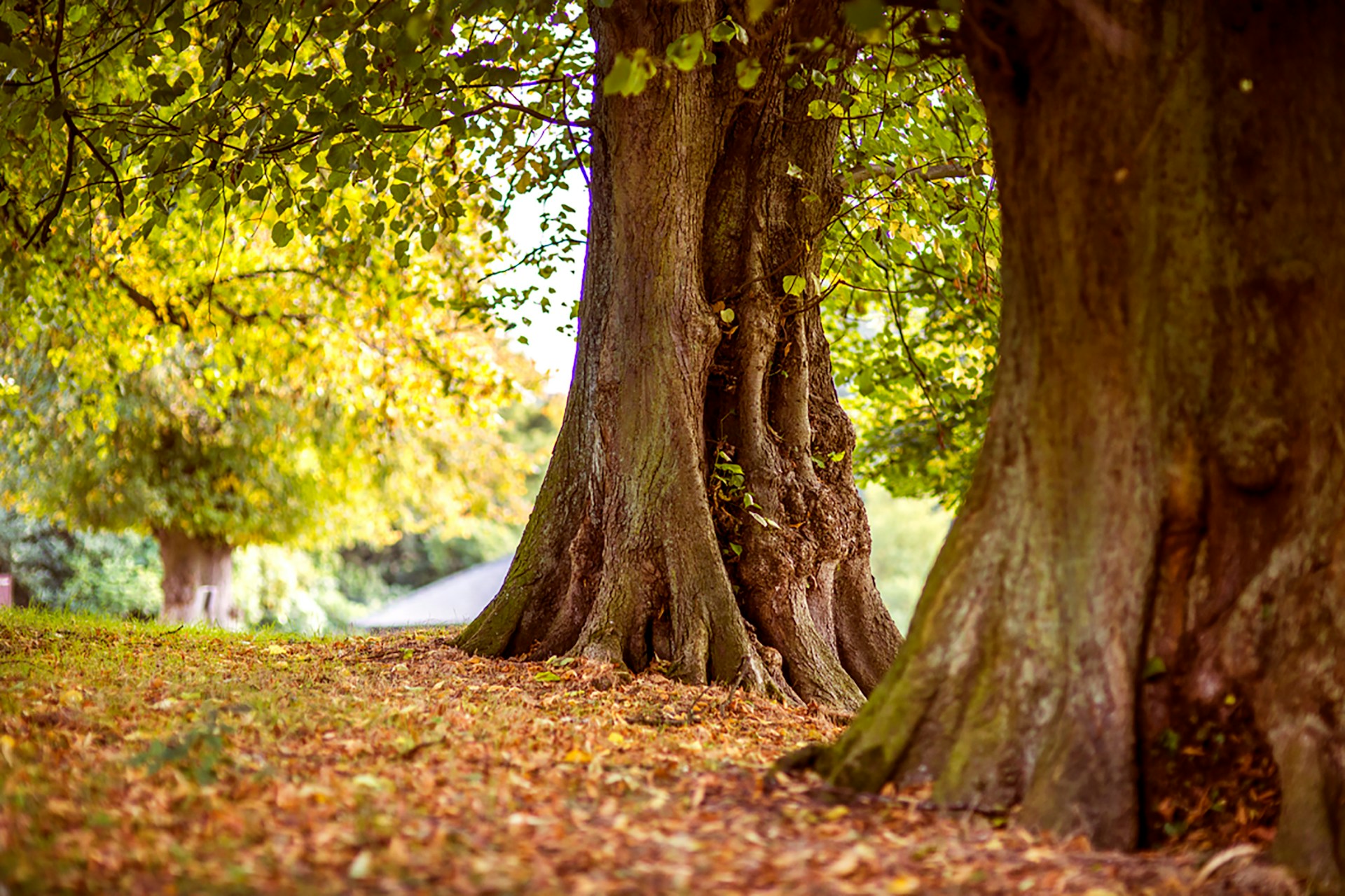 Alte Laubbäume im Herbst in einem Berliner Park