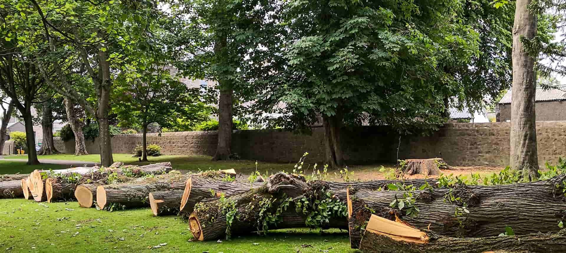 Baumdienst – Arbeiten an einem Baum