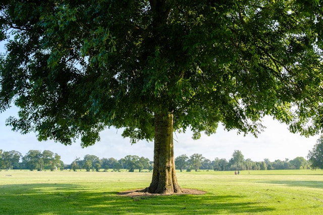 Freistehender Laubbaum auf einer Wiese