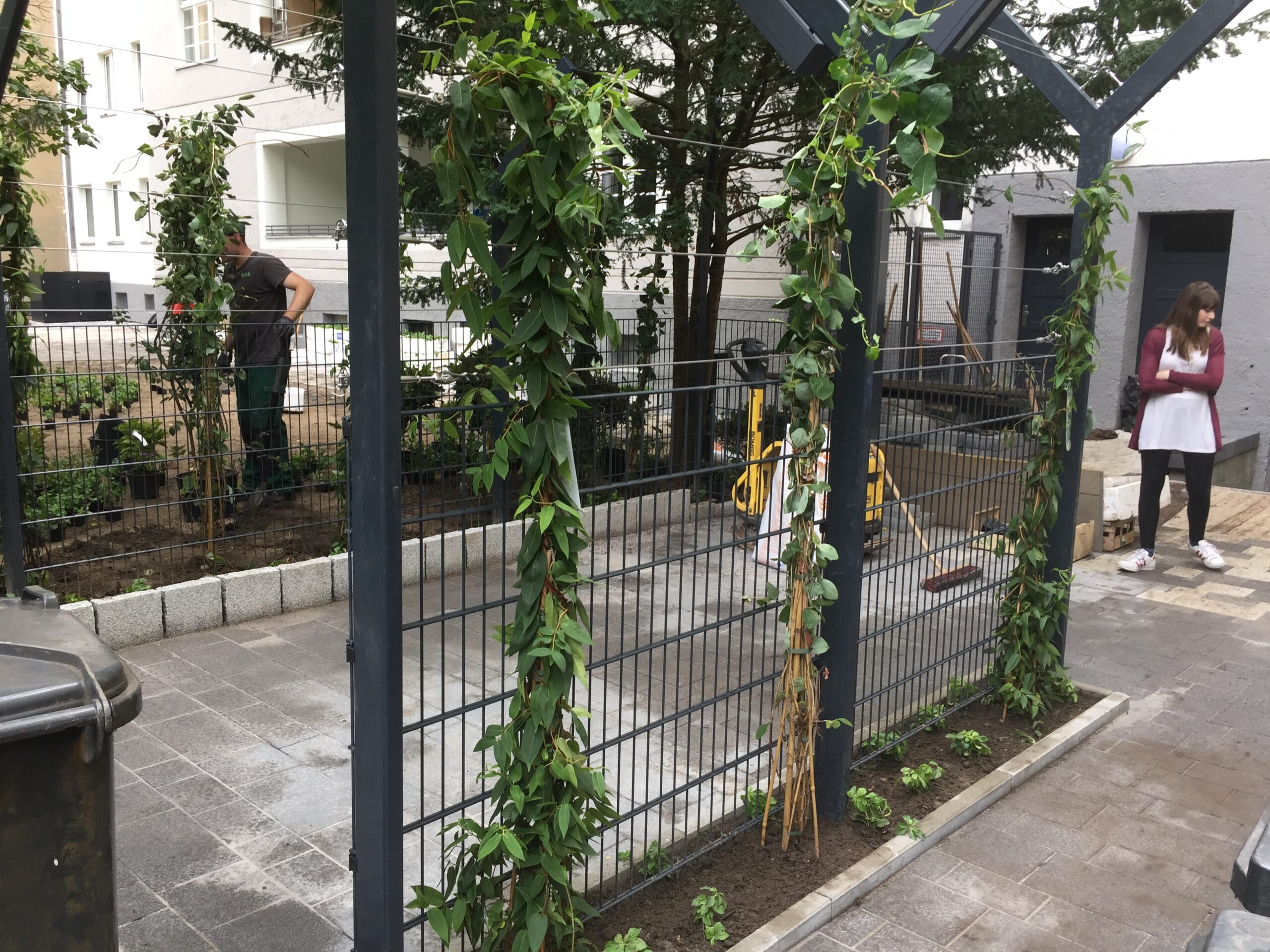 Begrünte Metallkonstruktion mit Kletterpflanzen und neu angelegten Pflanzbeeten in einem Innenhof.