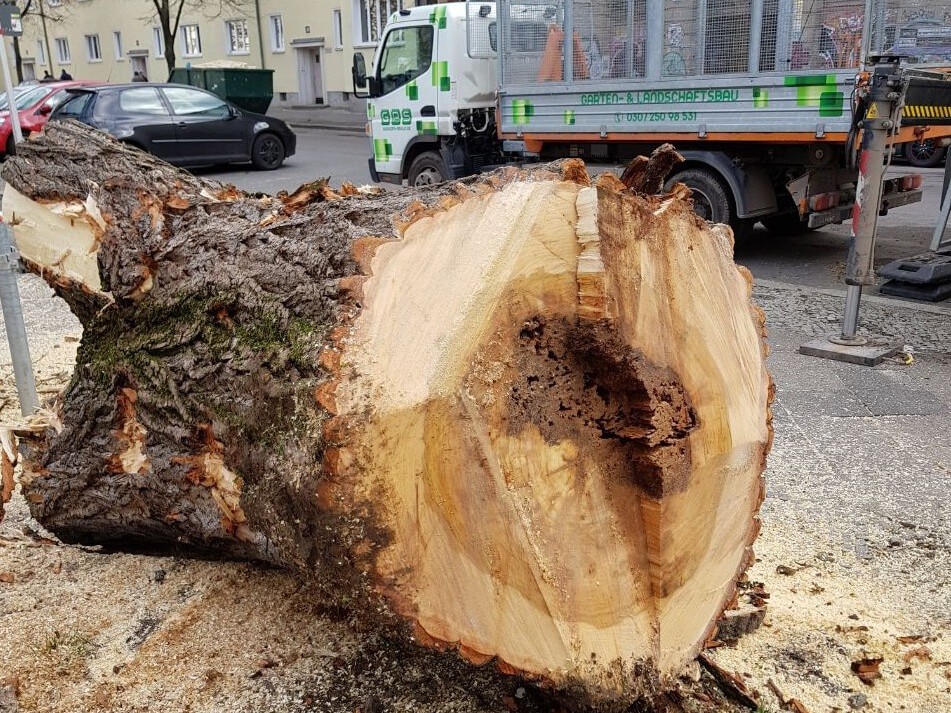 Baumdienst GPS Berlin – f8