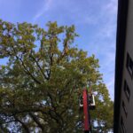 Gepflegter Baumbestand an einem Berliner Wohngebäude
