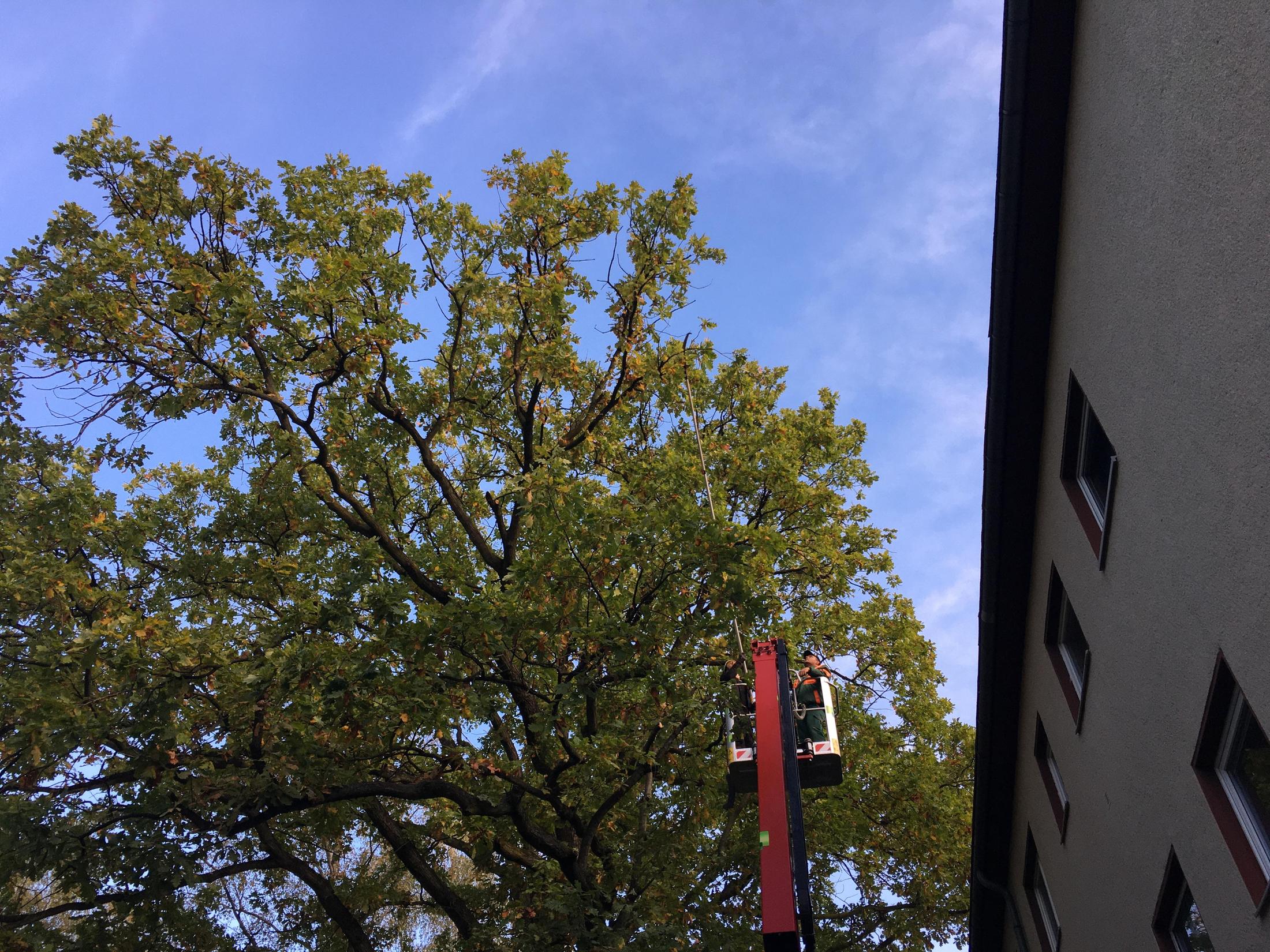 Gepflegter Baumbestand an einem Berliner Wohngebäude