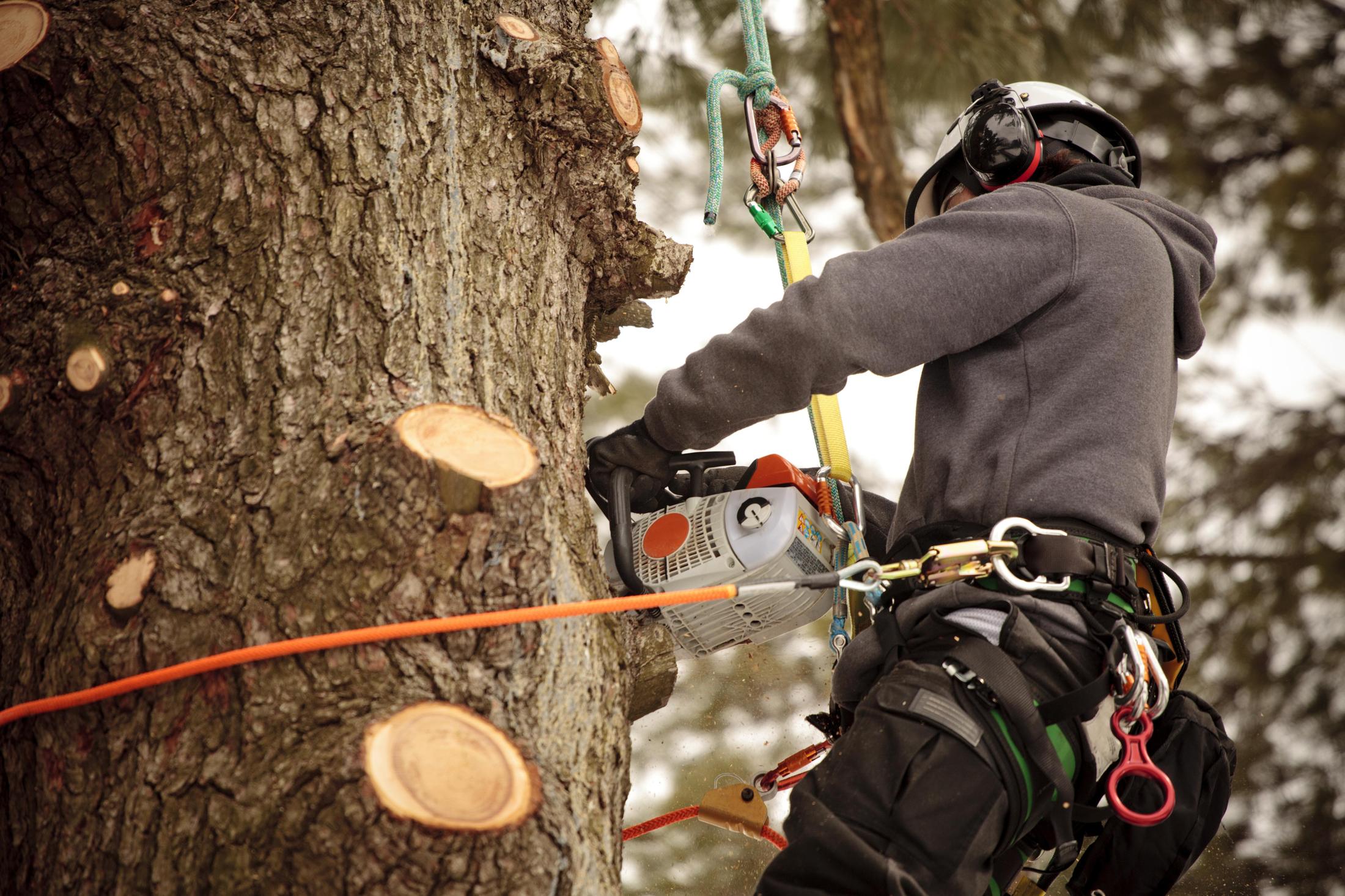 Baumpfleger mit Helm und Sicherung bei Schnittarbeiten am Baum