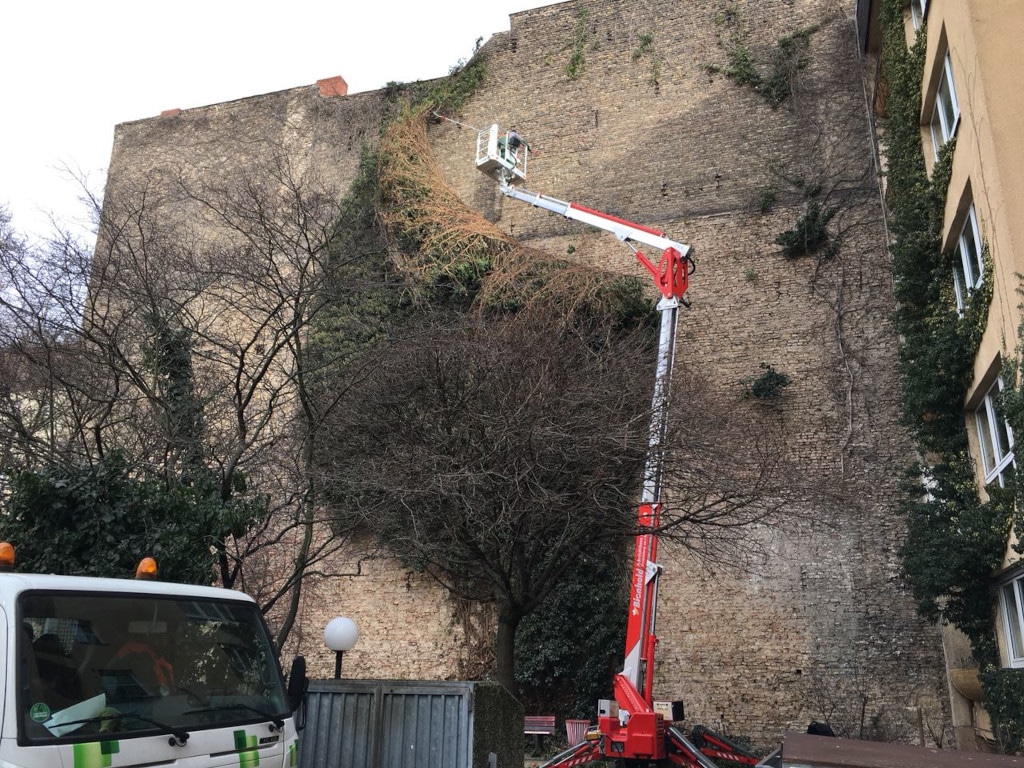 Fassadenbegrünung mit wildem Wein an einer Hauswand