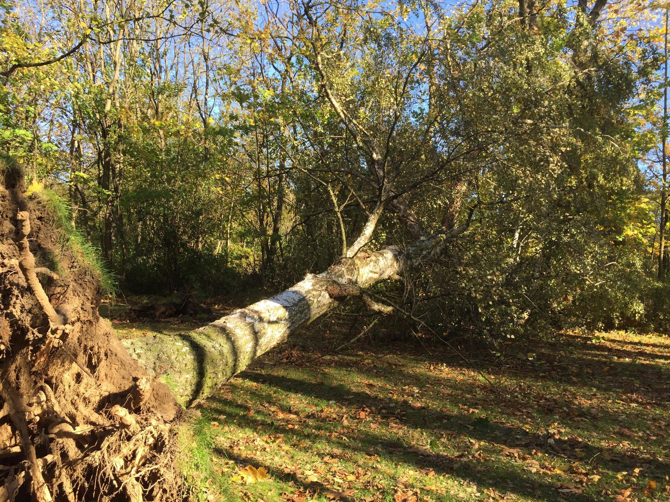 Sturmschaden: umgestürzter Baum mit freigelegtem Wurzelteller