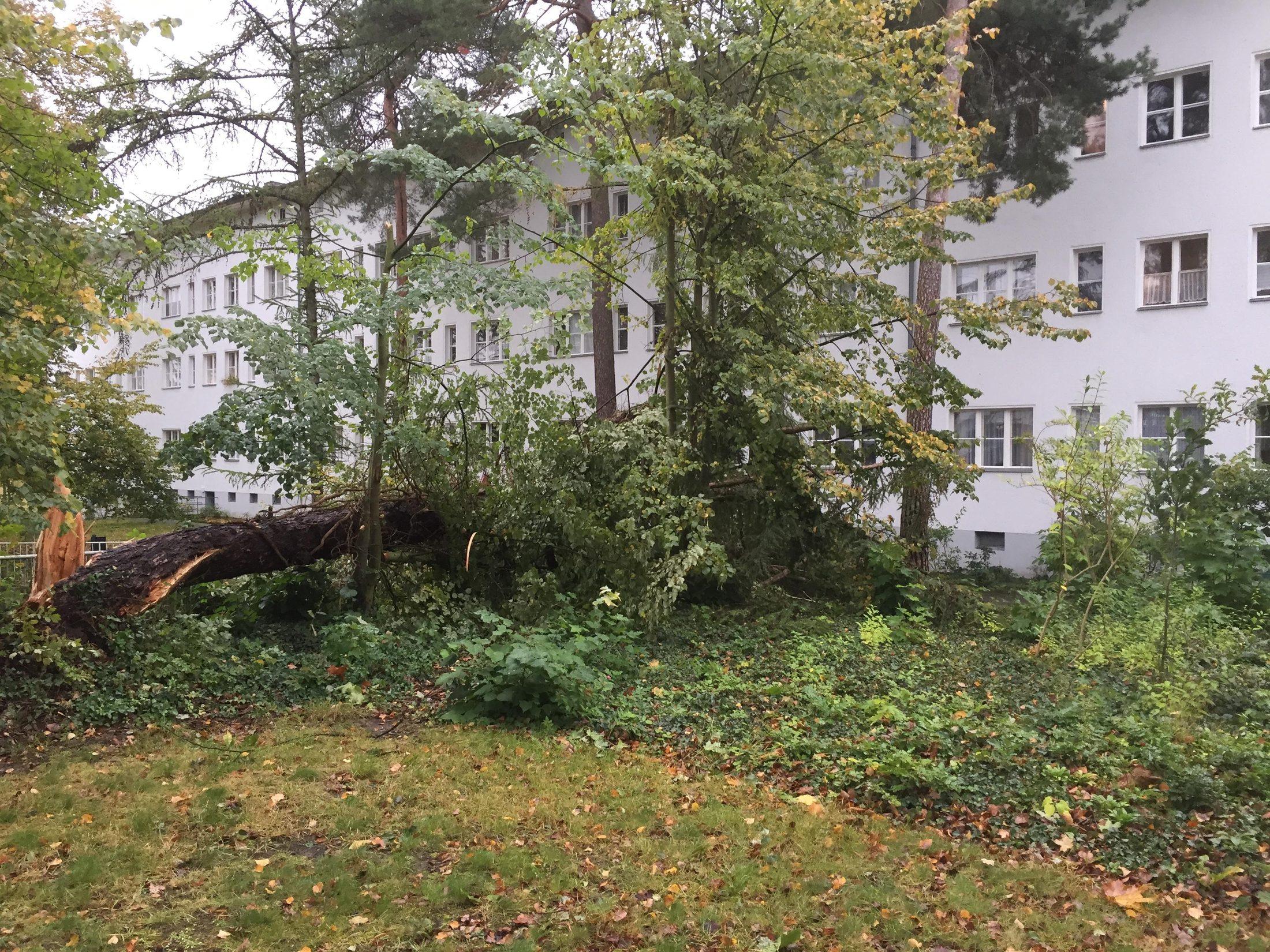 Umgestürzter Baum nach Sturm vor einer Wohnanlage in Berlin