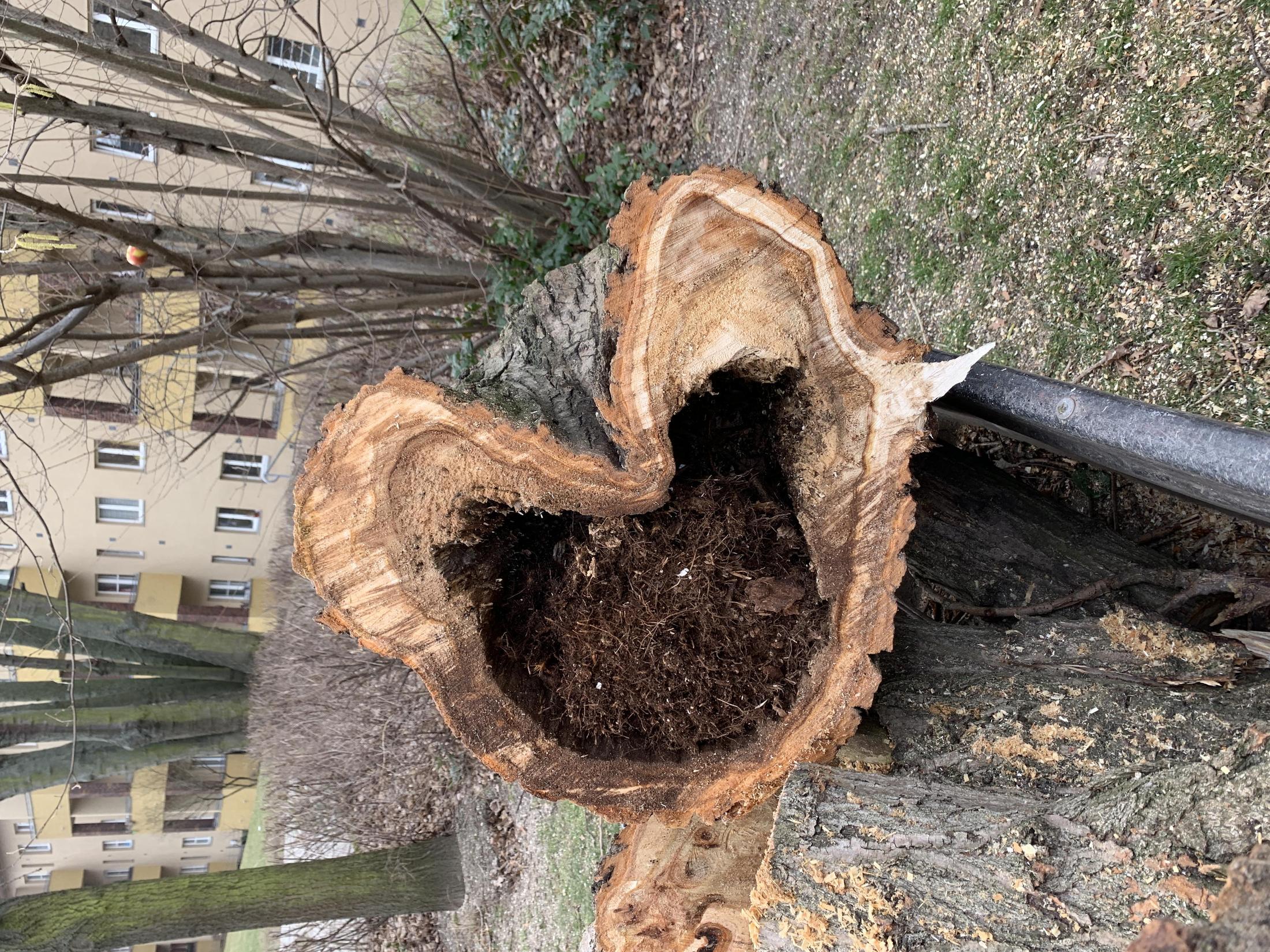 Wurzelstock eines gefällten Baums auf einem Berliner Grundstück