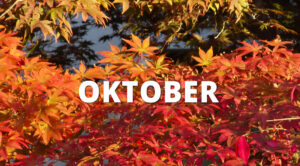 Roter Ahorn im Herbst – Gartenmonat Oktober