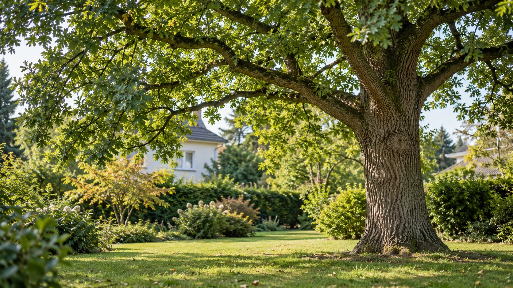 Ausgewachsener Laubbaum in einem Garten mit Wohnhaus im Hintergrund