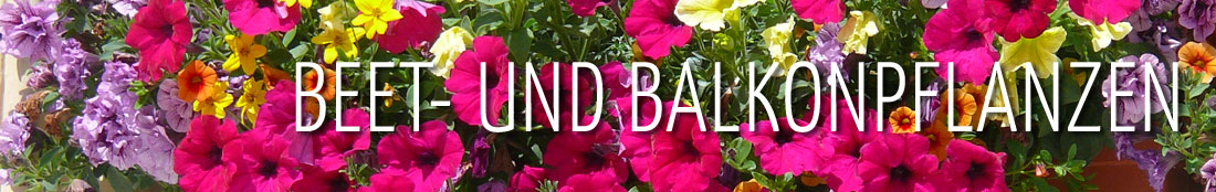 Beet- und Balkonpflanzen – bunte Sommerblumen