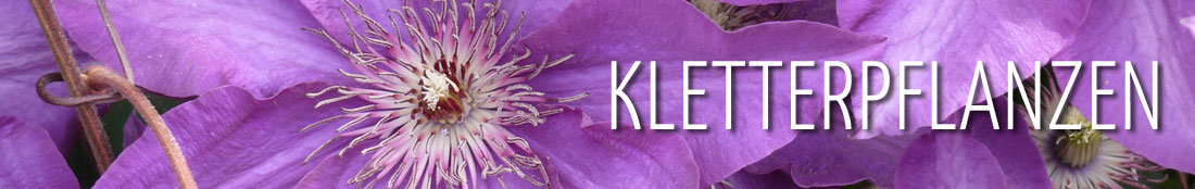 Kletterpflanzen – Clematisblüte