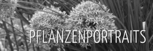Pflanzenportraits – Zierlauch-Blüten
