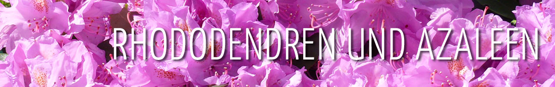 Rhododendren und Azaleen – violette Rhododendronblüten