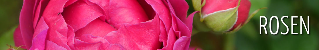 Rosen – pinkfarbene Rosenblüte