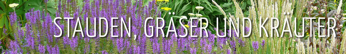 Stauden, Gräser und Kräuter – Lavendel und Ziergräser