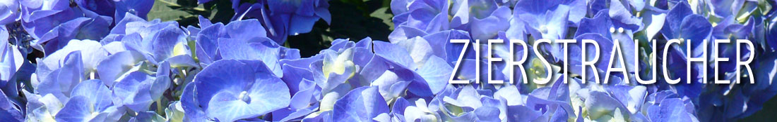 Ziersträucher – blaue Hortensienblüten