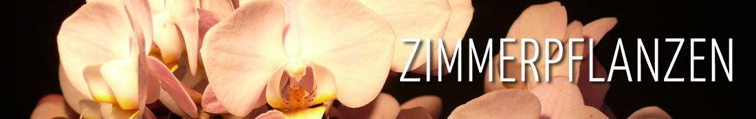Zimmerpflanzen – Orchideenblüten