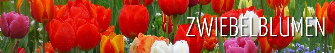 Zwiebelblumen – rote und gelbe Tulpen